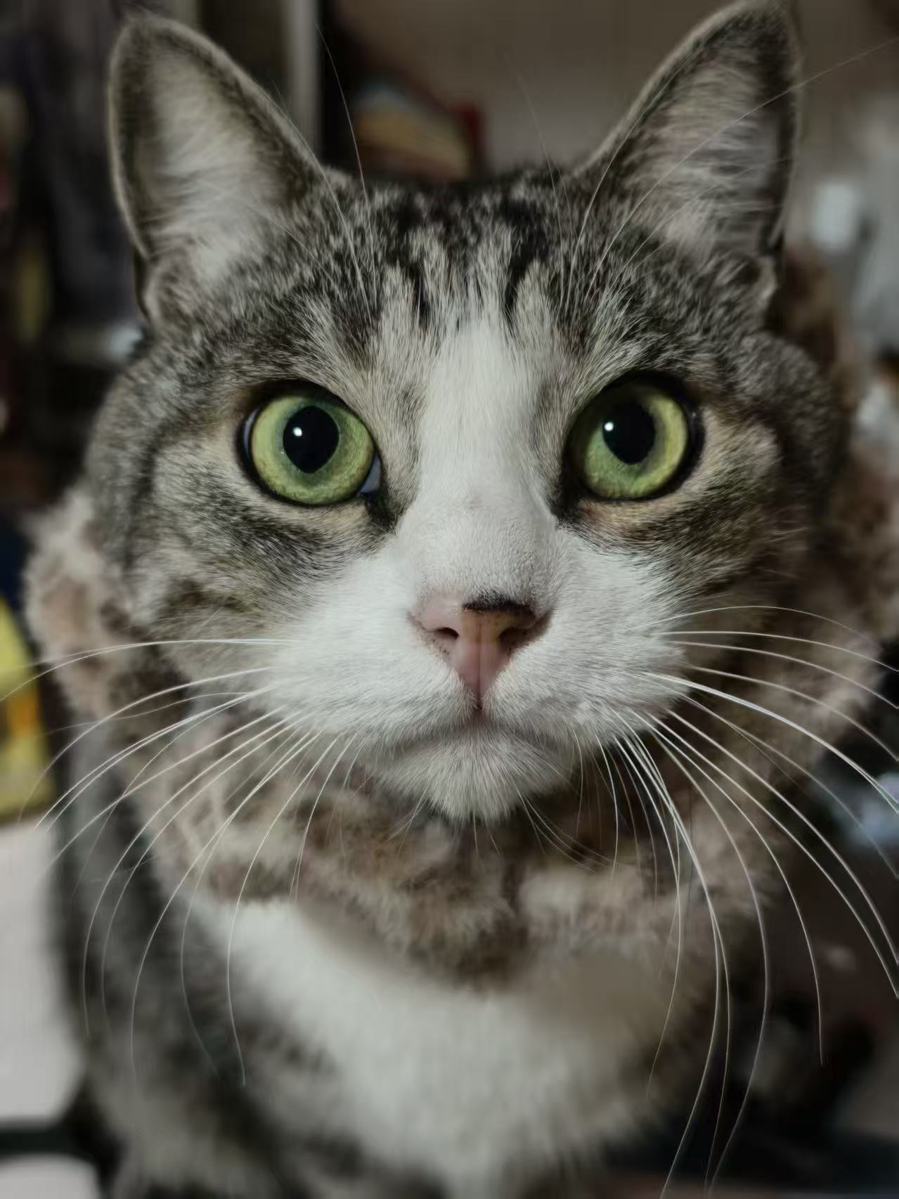 A close portrait of Dai-Jun's cat